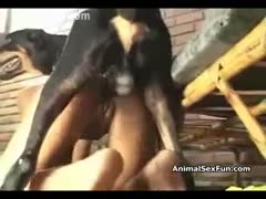 Drilling a horny, attractive dog from behind